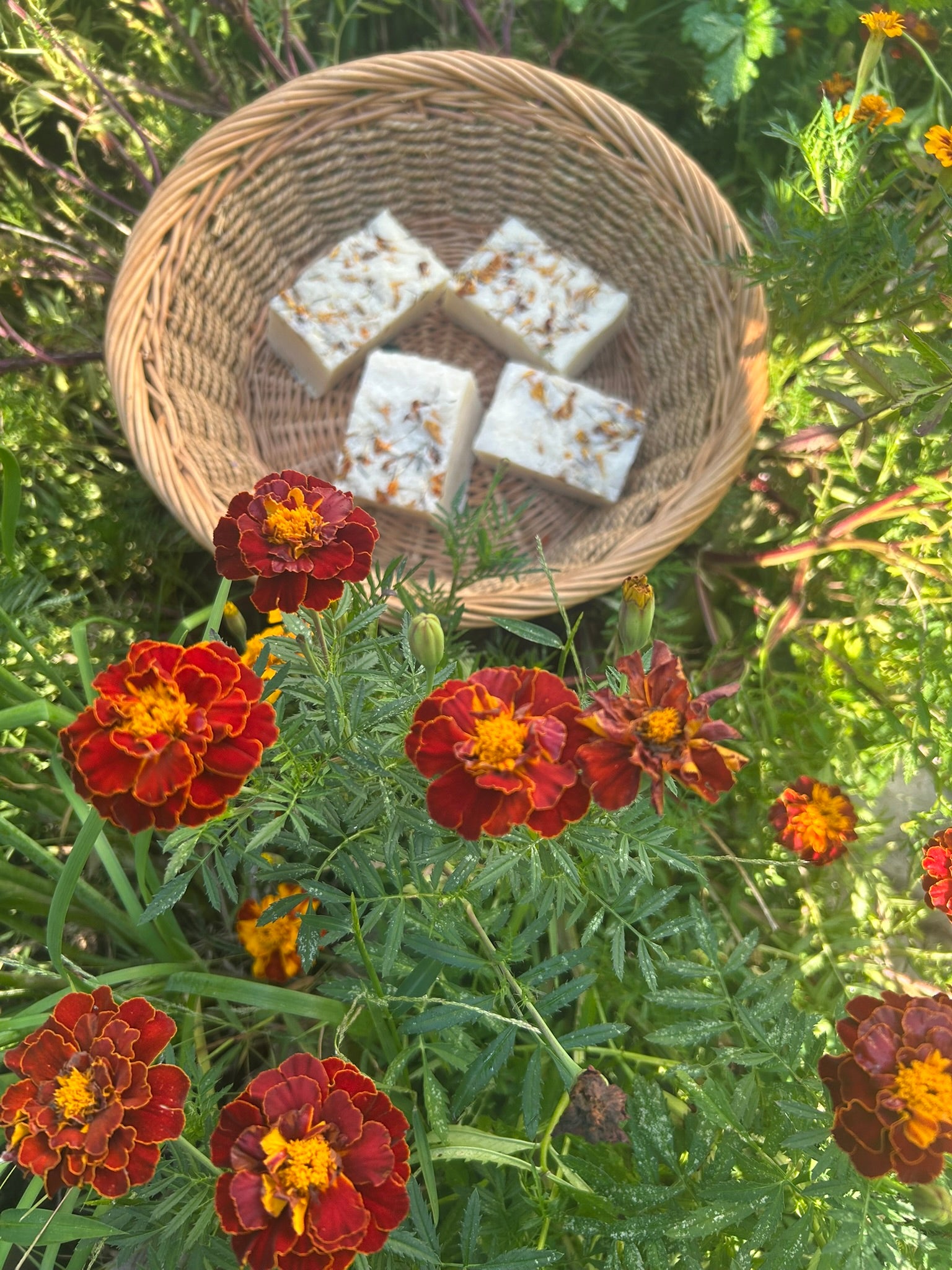 Calendula Herbal Harmony Artisan Soap - Bee Bliss Bath and Body